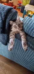 Sturdy microchip catflap