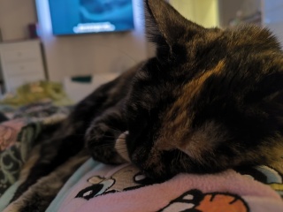I want to go to bed but I'm cat trapped...