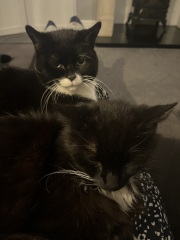 Board for owners of the most beautiful cats