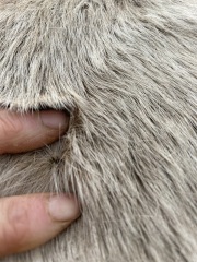 Strange scabs/ lumps on horses
