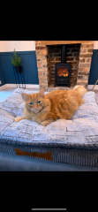 Just moved - cat missing 3 days
