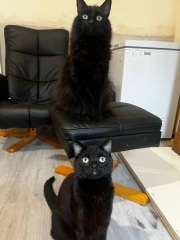 Black cat appreciation (pics please)