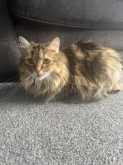 Board for owners of the most beautiful cats