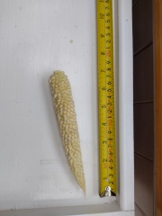 Homegrown Corn