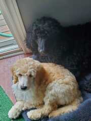 Nightmares about new dog