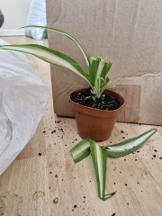 Has anyone bought from Gardening Express?