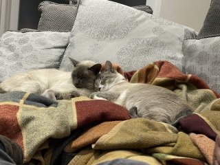 Board for owners of the most beautiful cats