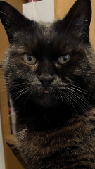 Black cat appreciation (pics please)