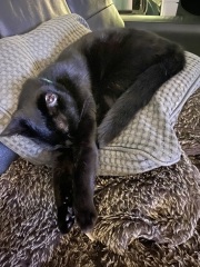 Flounders or Flouncers? The Excellent Cats continue their important debate