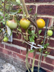 Why have my tomatoes gone like this?
