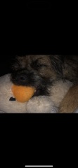 Dog doing odd behaviour