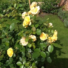 Which roses do you have?