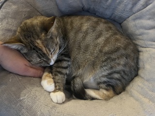 Flounders or Flouncers? The Excellent Cats continue their important debate