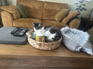 Board for owners of the most beautiful cats