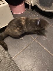 Flounders or Flouncers? The Excellent Cats continue their important debate