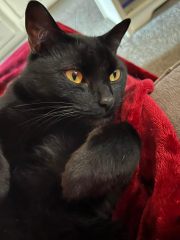 Black cat appreciation (pics please)
