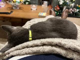 Flounders or Flouncers? The Excellent Cats continue their important debate