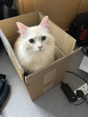 Board for owners of the most beautiful cats