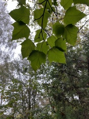 Can anyone tell me what this tree is?