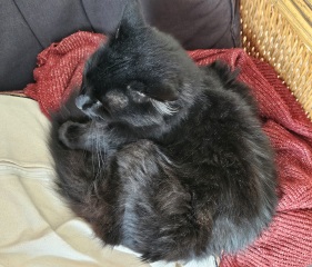 Trick or Cat Treat? The Excellent Cats do Halloween