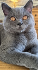 What is your cats personality like?