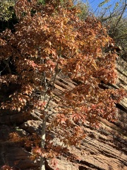 The Nigel Slater Christmas Chronicles Readalong 2024