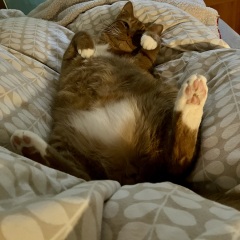 Flounders or Flouncers? The Excellent Cats continue their important debate