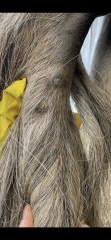 Strange scabs/ lumps on horses