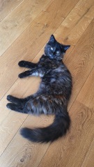 Introducing kittens