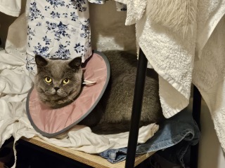 Flounders or Flouncers? The Excellent Cats continue their important debate