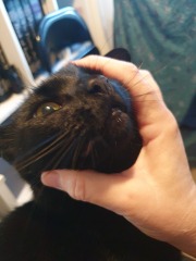 If you could have one actual conversation with your cat what would it be?