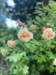 Which roses do you have?