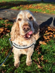 The Autumnal Christmas Chronicles Preamble - Thread 2 further ramblings