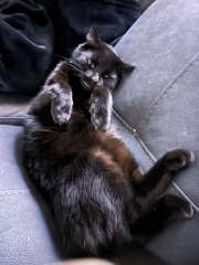 Black cat appreciation (pics please)