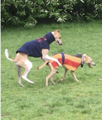 What is acceptable “telling off” by dog