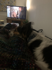 I love my little dog so much.