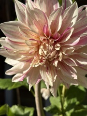 The Autumnal Christmas Chronicles Preamble thread