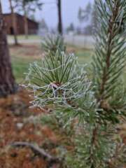 The Nigel Slater Christmas Chronicles Readalong 2024