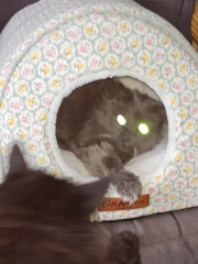 Flounders or Flouncers? The Excellent Cats continue their important debate