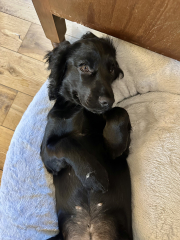 Puppy Survival Thread for New & Old Pups - Soon be Autumn 2024