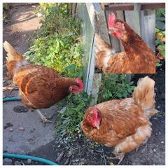 The Autumnal Christmas Chronicles Preamble - Thread 2 further ramblings