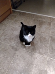 Please help I need a name for my new cat