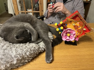 Flounders or Flouncers? The Excellent Cats continue their important debate