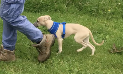 Whippet Puppy Advice?