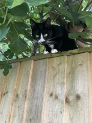 Black cat appreciation (pics please)