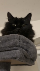 Board for owners of the most beautiful cats