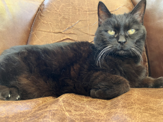Black cat appreciation (pics please)