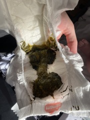 Kendermil - poo check