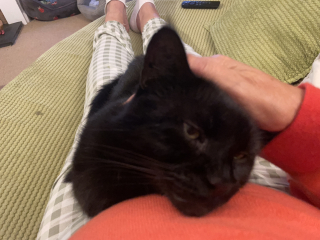 What would you name my daughter's new kitten (with pics!)?