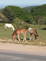 The Autumnal Christmas Chronicles Preamble - Thread 2 further ramblings